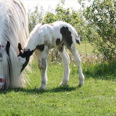 Irish Cob Krungerups Krøllede Konrad (tidl. hest)