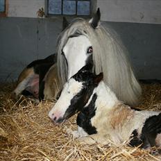 Irish Cob Krungerups Krøllede Konrad (tidl. hest)
