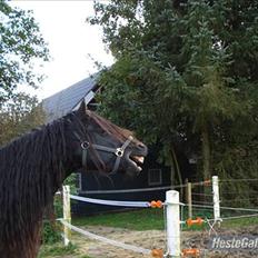 Frieser  Guido Van Robico