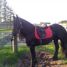 Frieser  Guido Van Robico