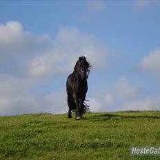 Frieser  Guido Van Robico