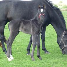 Oldenborg Spankengårdens Zola