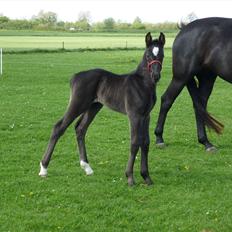 Oldenborg Spankengårdens Zola