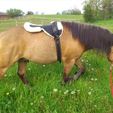 Anden særlig race Harbygaards Eddie Murphy