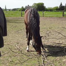 Dansk Varmblod Magic's Zalvaro