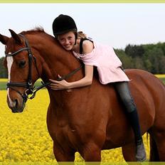 Dansk Varmblod Gullhøjs Limano