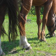 Anden særlig race Aslan
