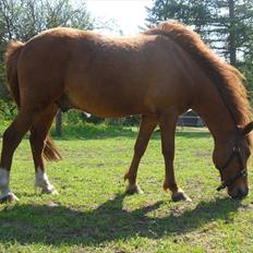 Anden særlig race Aslan