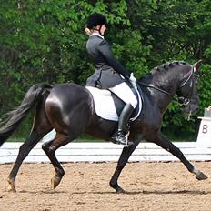 Tysk Sportspony Pan tau B