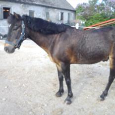 Anden særlig race Kløvermaken`s Hudini