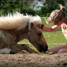 Shetlænder Sandagers Elvis