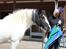 Irish Cob Django - Træning af farlig ikke udfoldet paraply, han er jo cool ;) Maj 2012