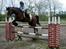 Holstener antaris *R.I.P* - flyver over 115 cm stolt