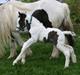 Irish Cob Krungerups Krøllede Konrad (tidl. hest)