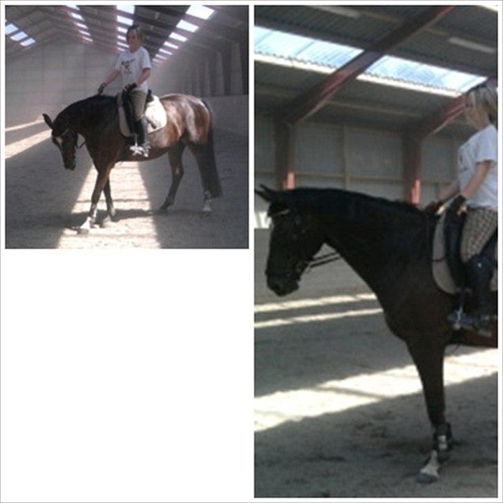 Dansk Varmblod Egelys Miss Lea billede 9