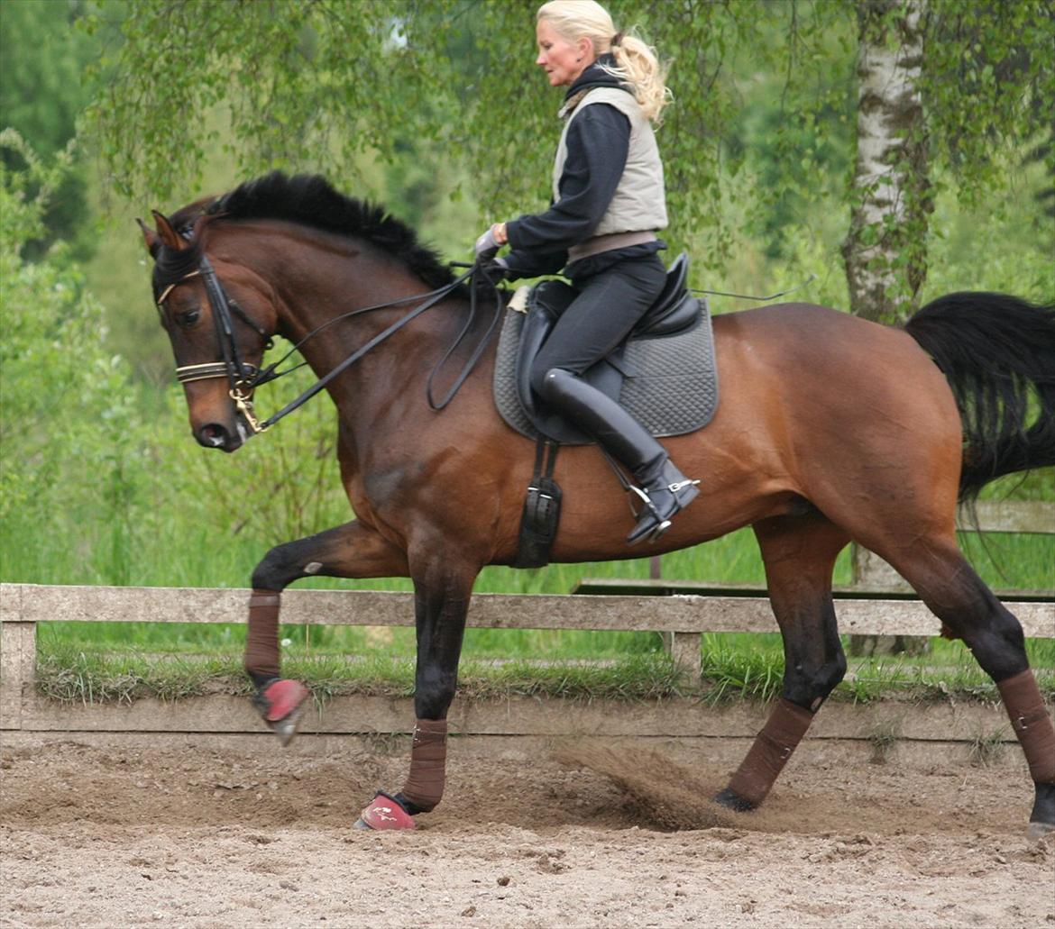 Dansk Varmblod lundebakken's gordon-diva billede 4