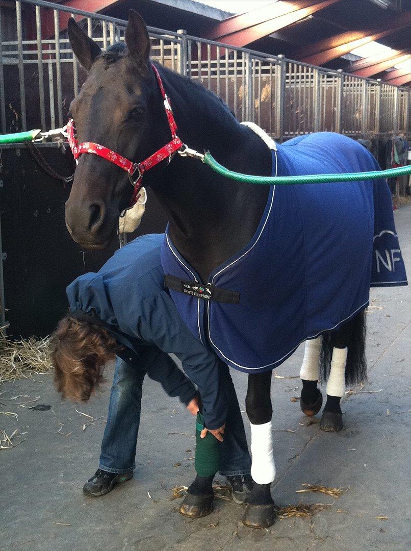 New Forest Hamborgs Bellis "Belle" **SOLGT** - Så smuk kærlig og rolig, en pony som dig findes der kun en af, det siger alle, men i dette tilfælde er det rent faktisk sandt<3 jeg elsker dig Bellis billede 14