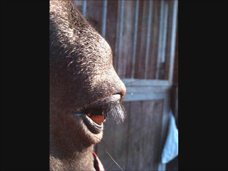 New Forest Hamborgs Bellis "Belle" **SOLGT** - Så fantastisk perfekt fra top til tå<3 billede 16