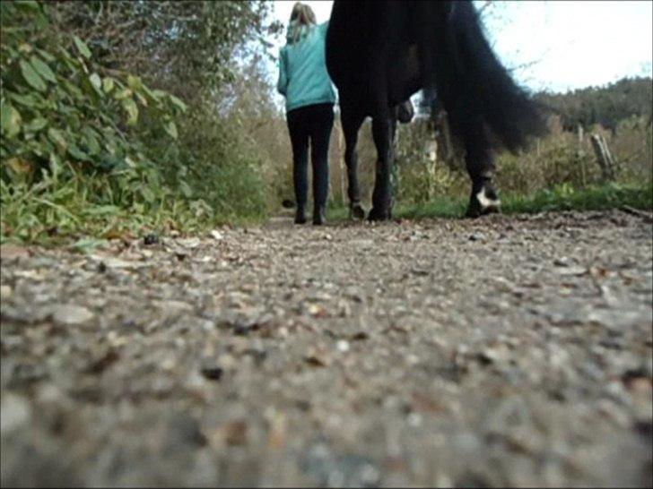 New Forest Hamborgs Bellis "Belle" **SOLGT** - Jeg håber så inderligt at det hedder på gensyn prinsesse, we were the perfect two.. <3 I love you to the end of my days <3 billede 18