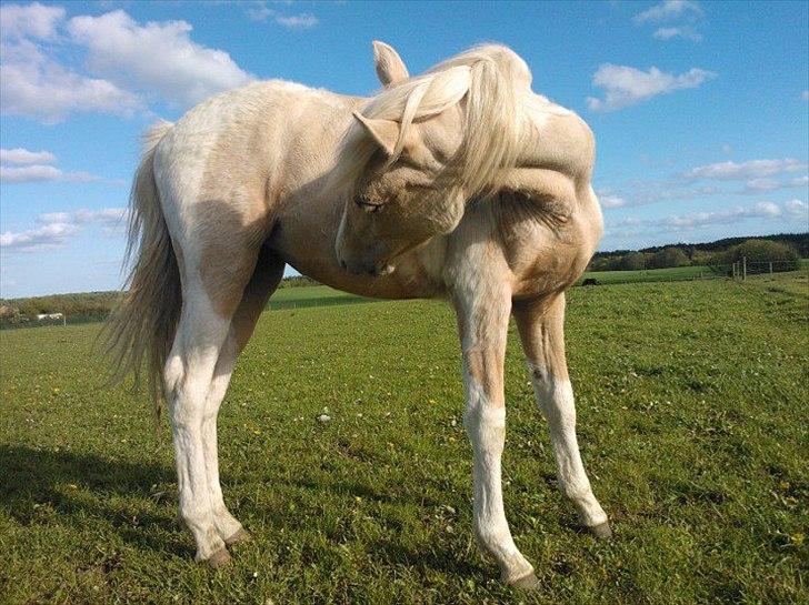 Welsh Partbred (Sec F) Brattensborgs Safran billede 13