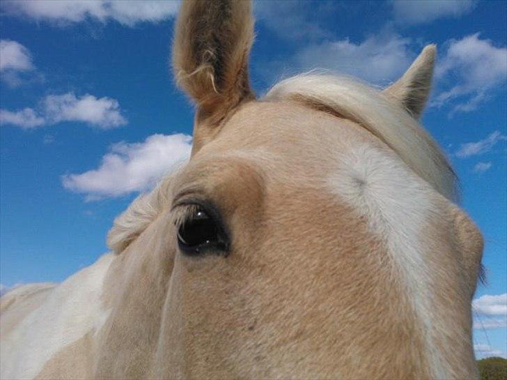 Welsh Partbred (Sec F) Brattensborgs Safran billede 14