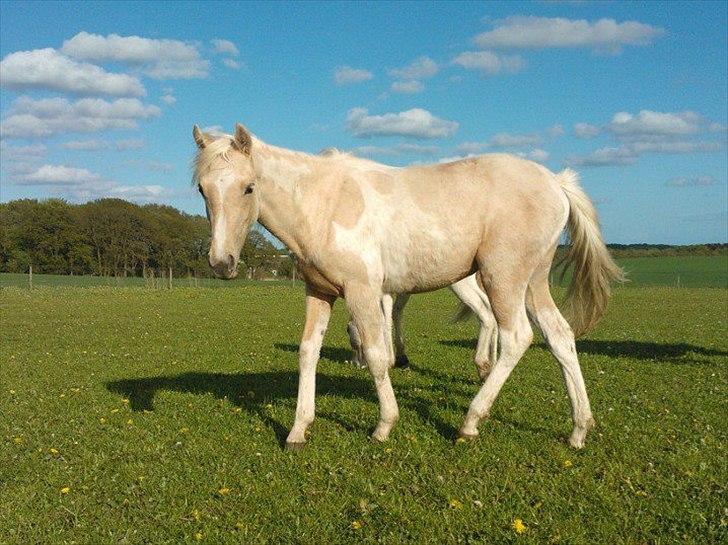 Welsh Partbred (Sec F) Brattensborgs Safran billede 15