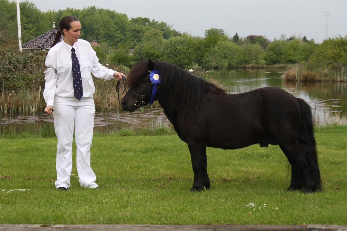 Shetlænder Ellinges Argo - Argo til kåring 2012. 
Kåret med 8-8-8-8-8 = 40 points billede 18