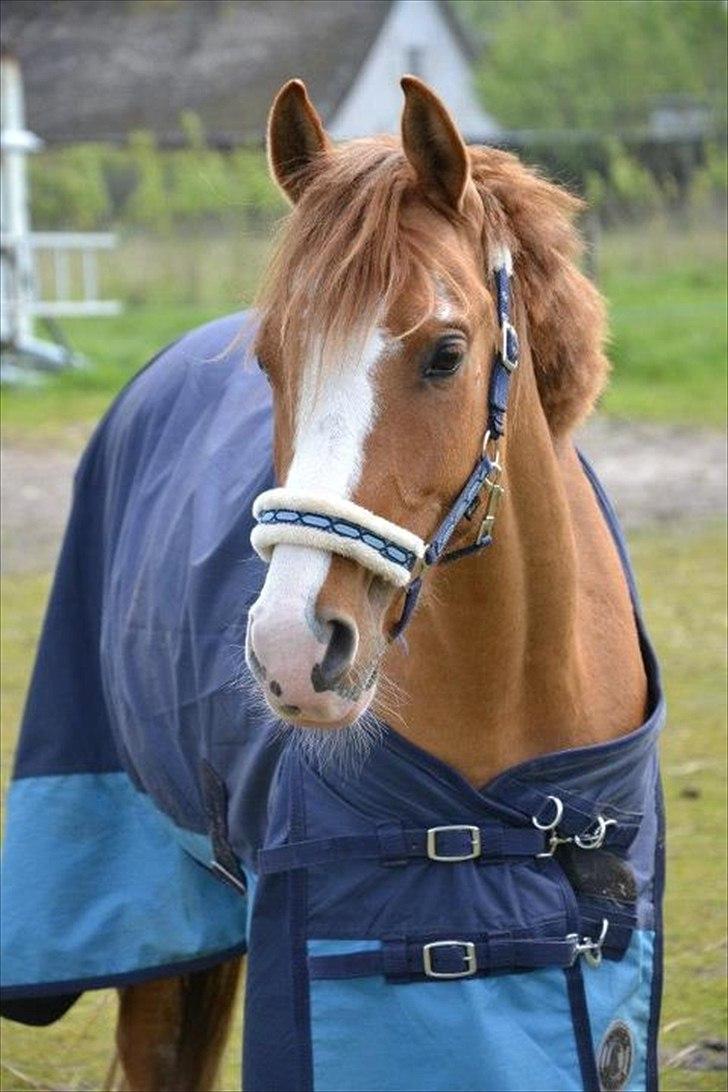 DSP Wissinggaards Dornik Special<3 - Waow sikke en flot pony!o-:
FOTO: Mig billede 9