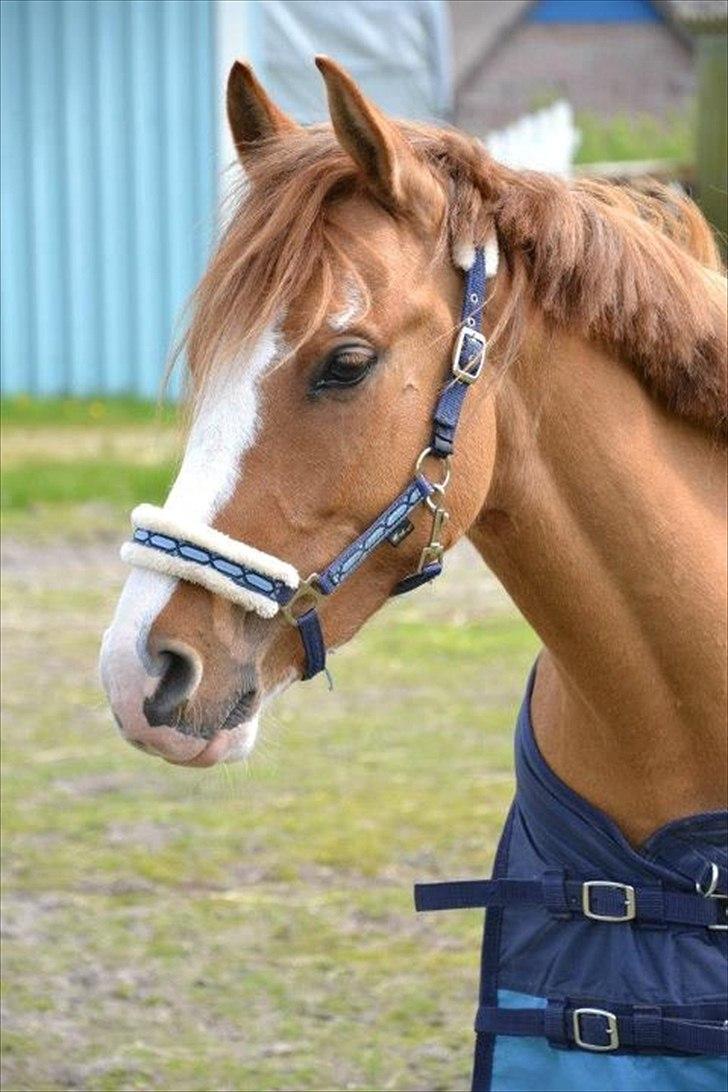 DSP Wissinggaards Dornik Special<3 - Søød type<3
FOTO: Mig billede 2