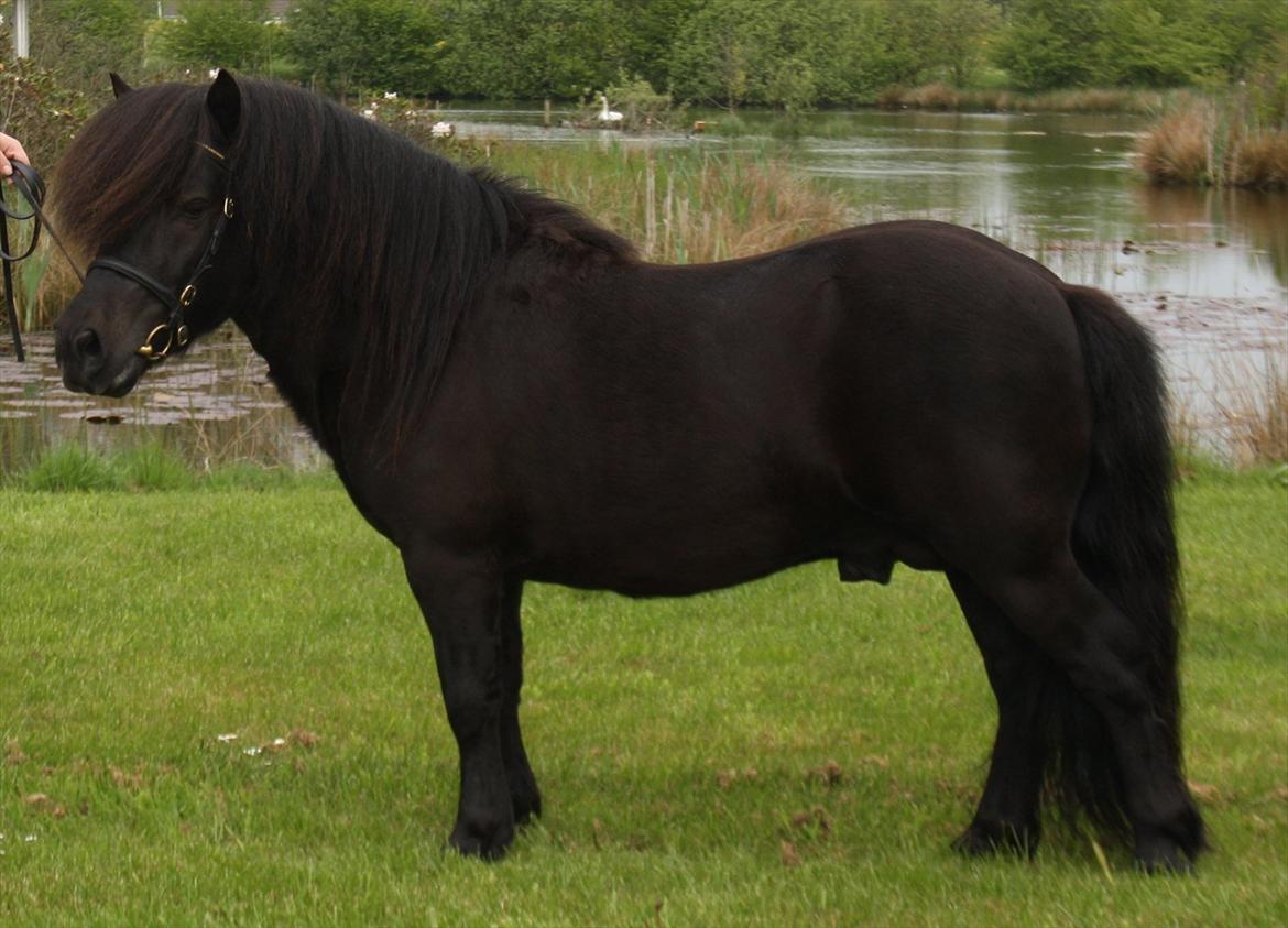 Shetlænder Ellinges Argo - Min dejlige dreng, maj 2012 billede 19