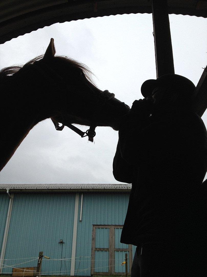 DSP Wissinggaards Dornik Special<3 - Møøs<3 billede 10