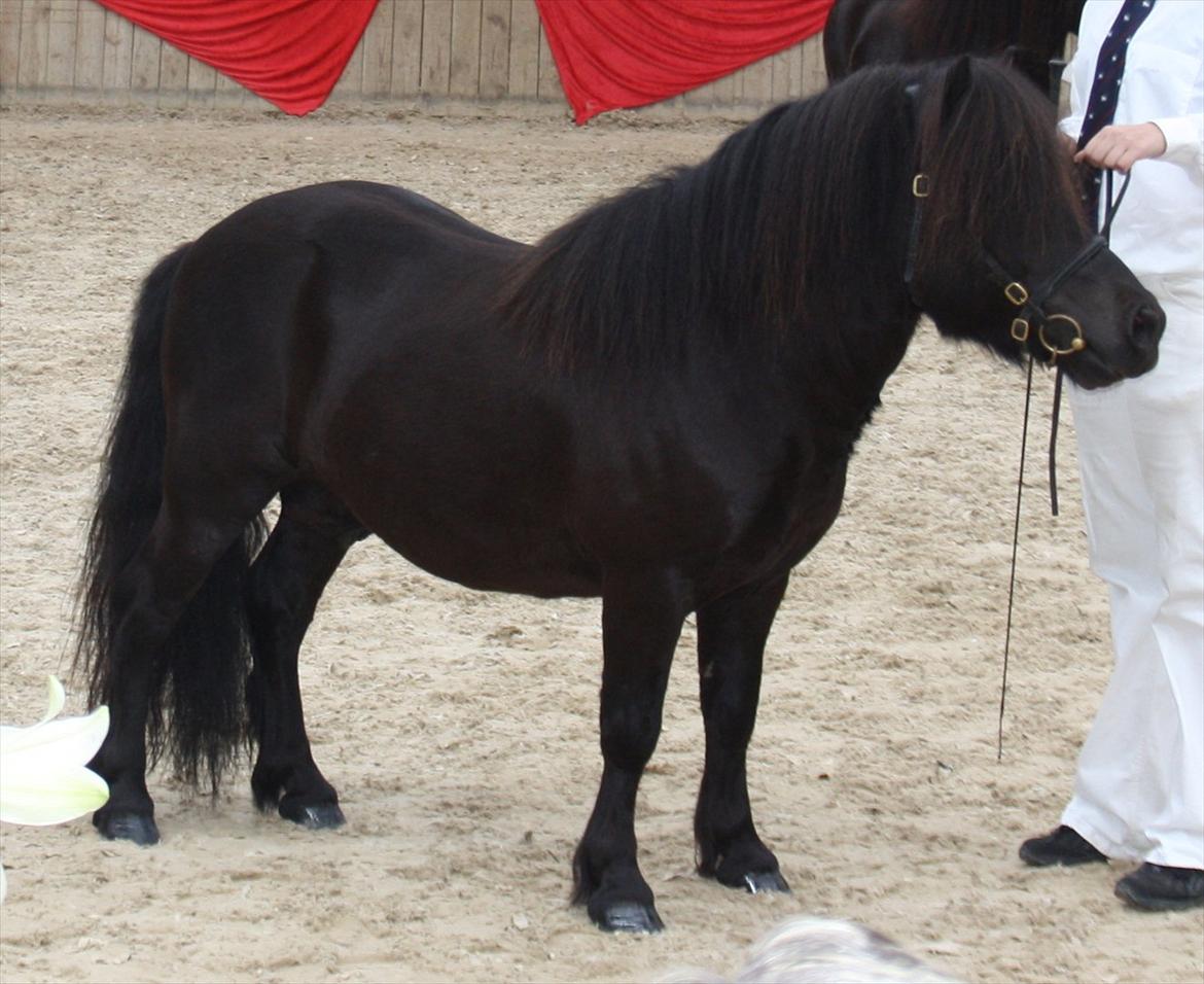 Shetlænder Ellinges Argo - Til hingstekåring, maj 2012 billede 20