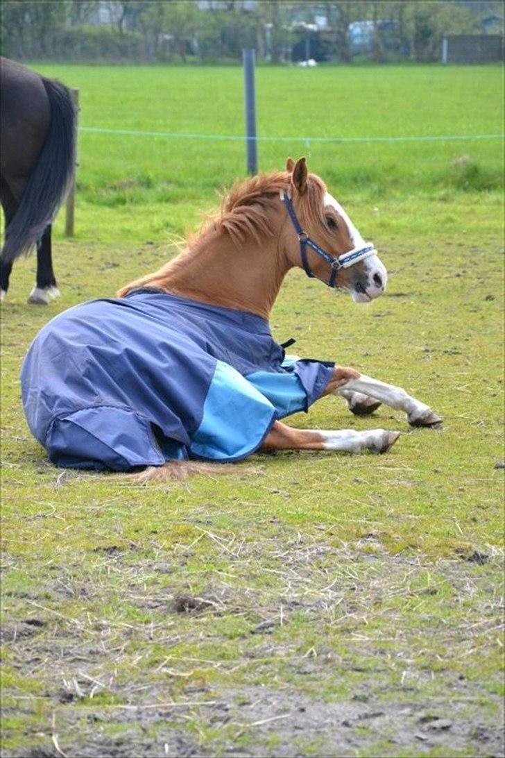 DSP Wissinggaards Dornik Special<3 - FOTO:Mig billede 11