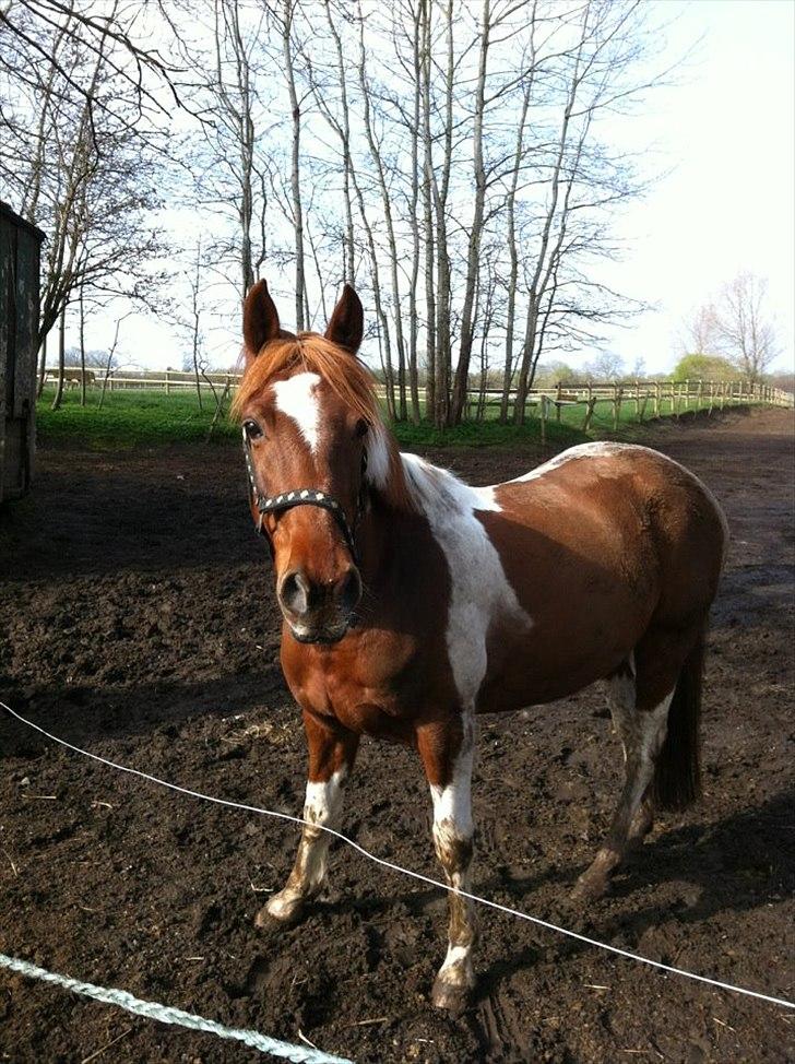 Anden særlig race La Piñata - Min dejlige pony, han er fantastisk!..=) billede 1