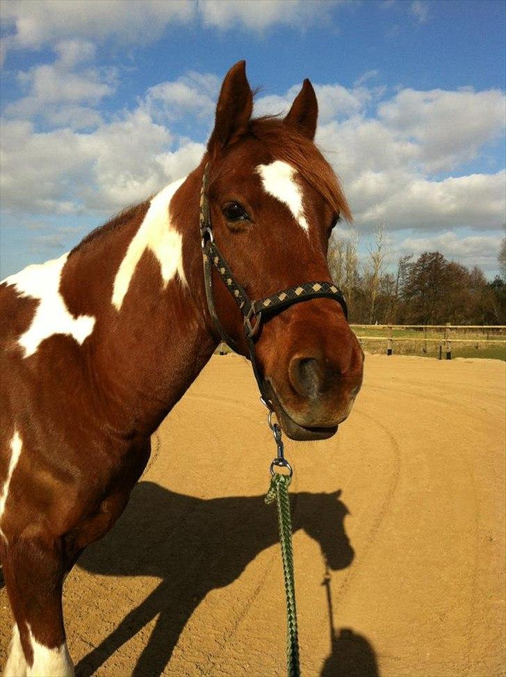 Anden særlig race La Piñata billede 2