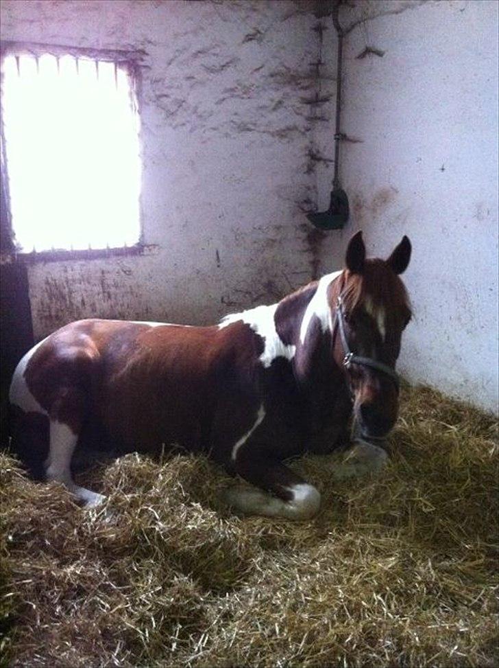 Anden særlig race La Piñata billede 3