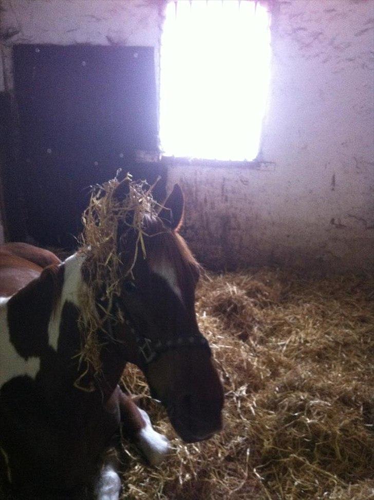 Anden særlig race La Piñata billede 4