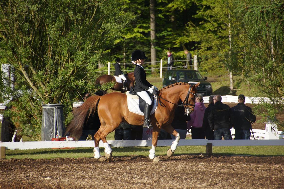 Tysk Sportspony Falkenhofs Milky Way billede 9