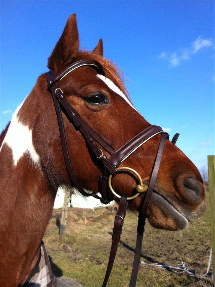 Anden særlig race La Piñata billede 5