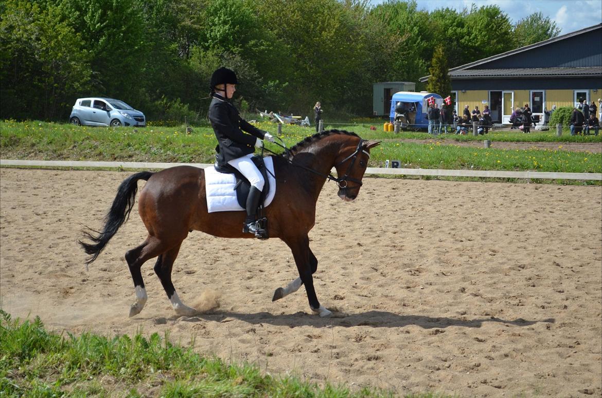 Dansk Varmblod SvanegaardensLightAffaire billede 13