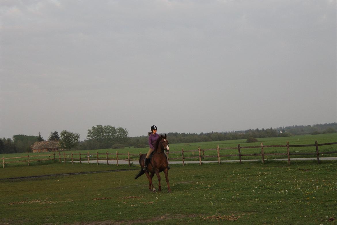 Anden særlig race Pyrus<3  - GALOP! billede 18