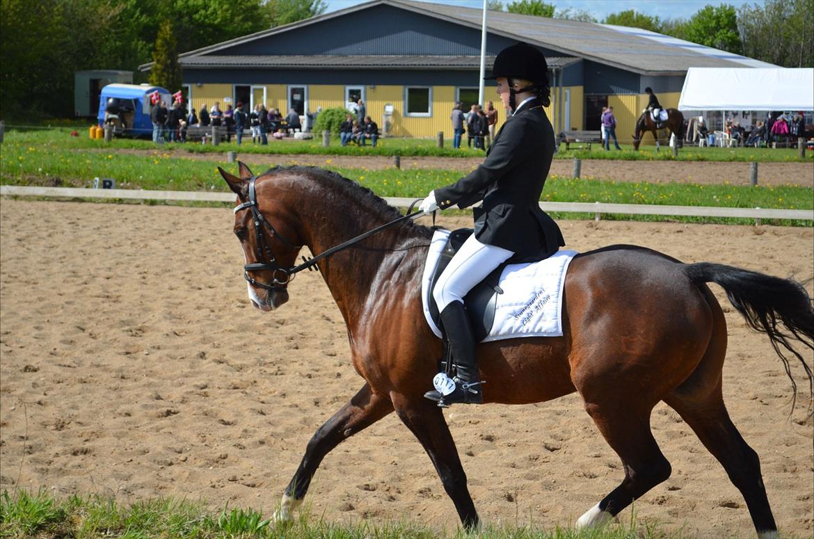 Dansk Varmblod SvanegaardensLightAffaire billede 14