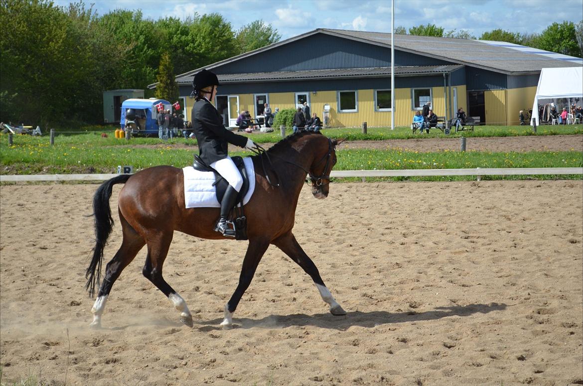 Dansk Varmblod SvanegaardensLightAffaire billede 15