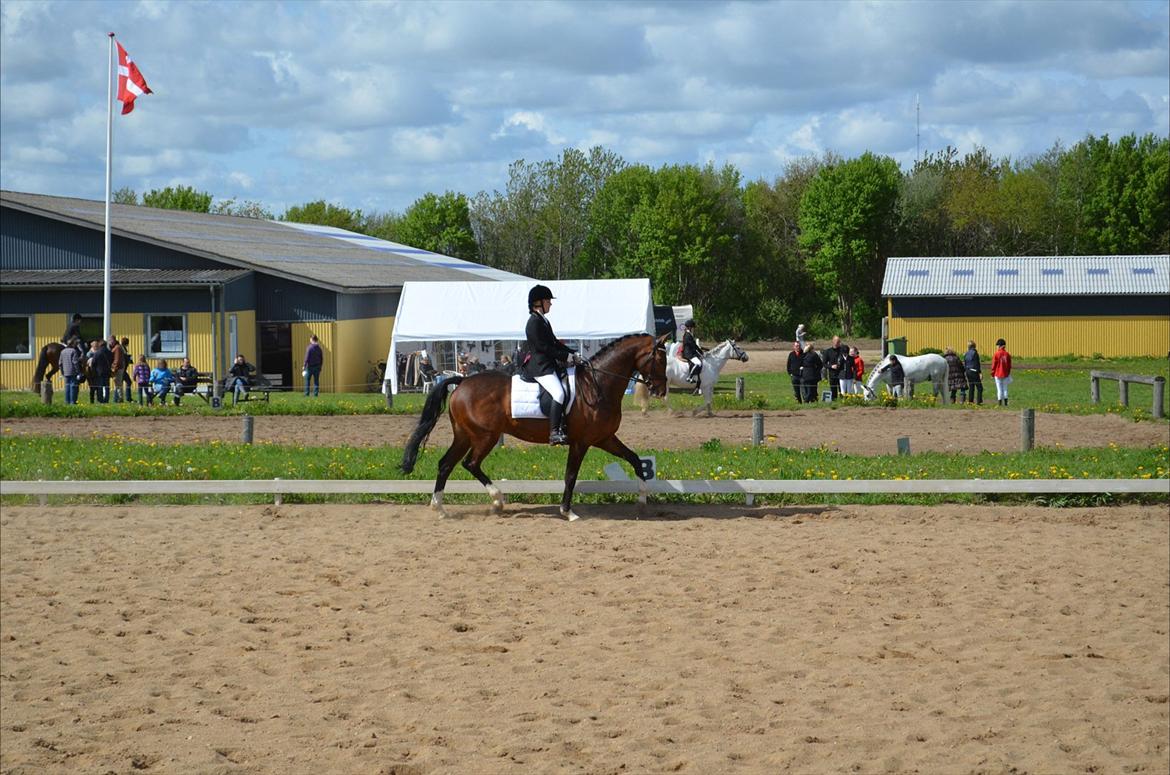 Dansk Varmblod SvanegaardensLightAffaire billede 16