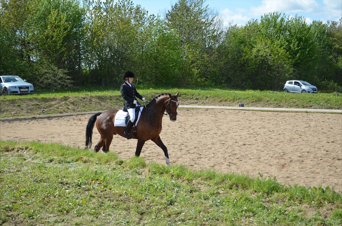 Dansk Varmblod SvanegaardensLightAffaire billede 17
