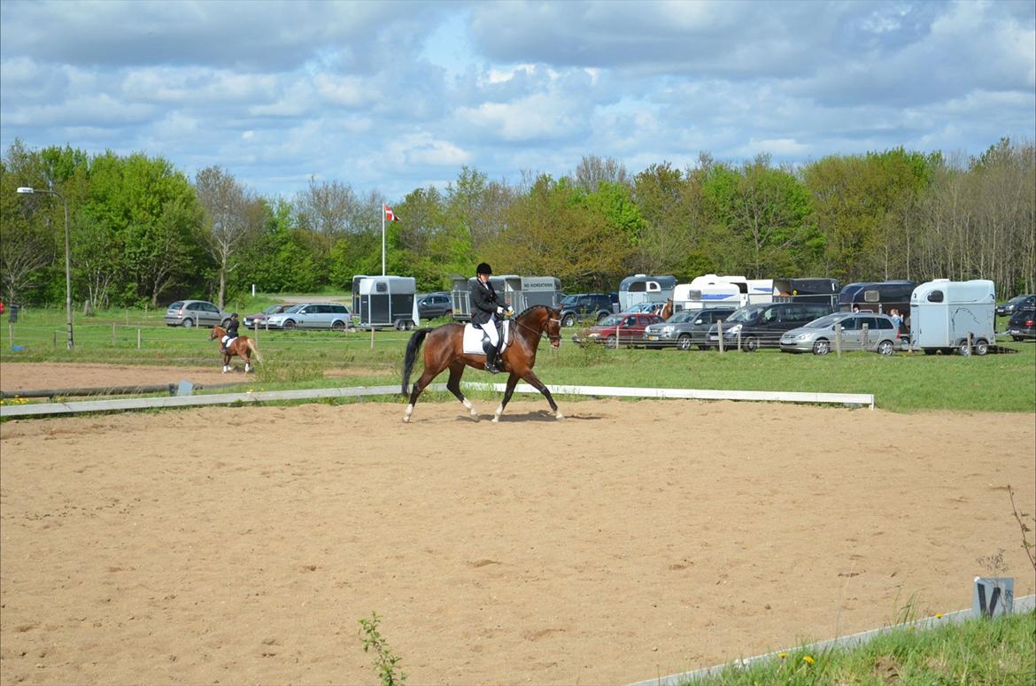 Dansk Varmblod SvanegaardensLightAffaire billede 18