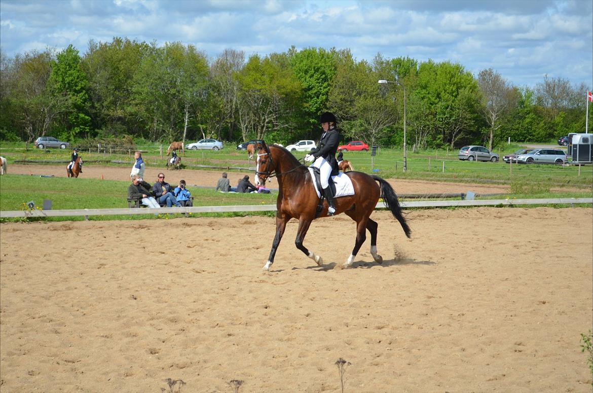 Dansk Varmblod SvanegaardensLightAffaire billede 19