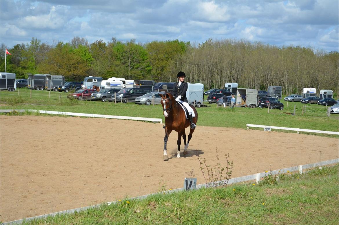 Dansk Varmblod SvanegaardensLightAffaire billede 20