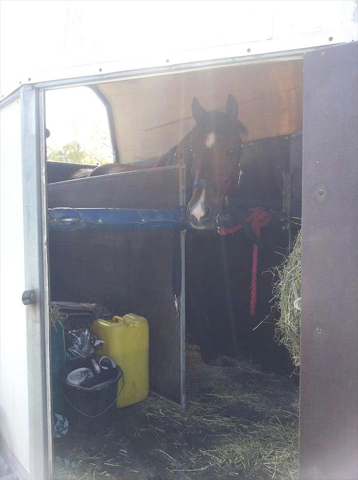 Hollandsk Sportspony | Radec<3 | (Toblerone) - Lige før vi kører fra Stockholm :-)  billede 7