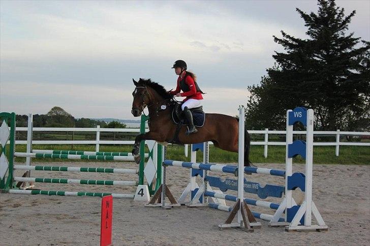 Anden særlig race Huntelaar - stævne d. 18 maj 

foto: silche keriner billede 5